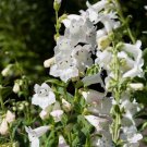 Penstemon digitalis ''Foxglove beard-tongue'' 20+ Fresh Seed