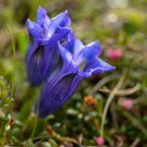 Gentiana andrewsii ( threatened species in the USA) x 20 fresh seed