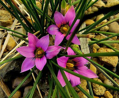 Romulea Hirsuta "Satin Flower" x Fresh Seed