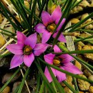 Romulea Hirsuta "Satin Flower" x Fresh Seed