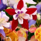Aquilegia cottage garden mix x 25 Fresh seeds