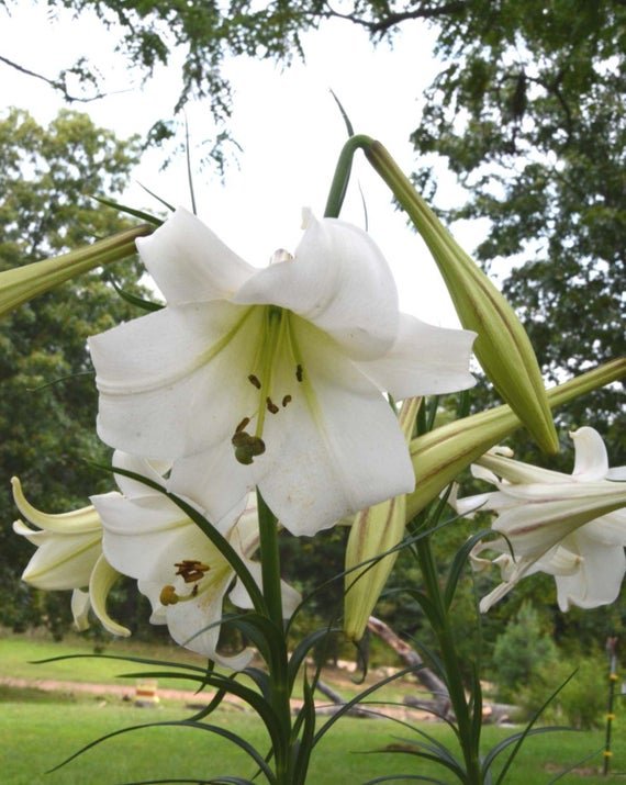 Lilium Formosanum " Formosa Lily " x Fresh Seed