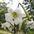 Lilium Formosanum " Formosa Lily " x Fresh Seed