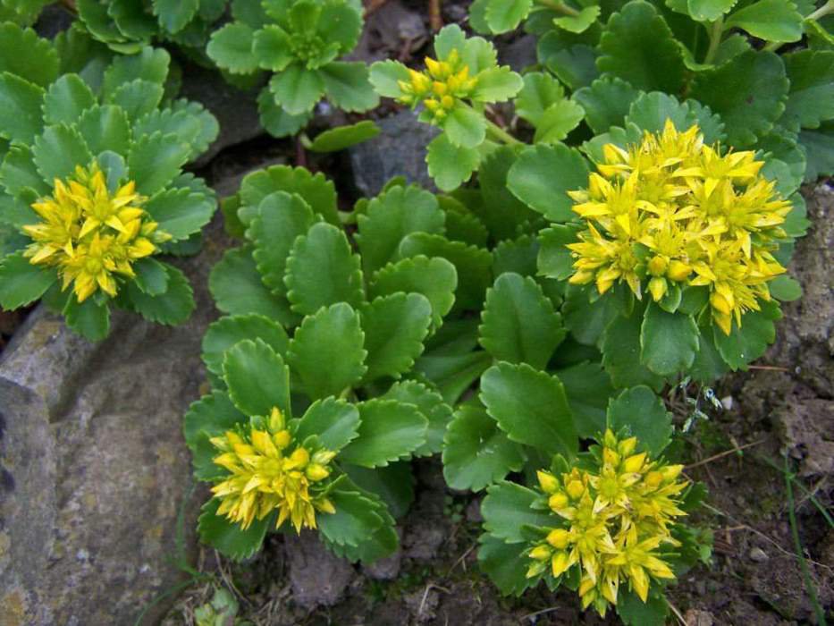 Sedum kamtschaticum x25 Fresh Seeds