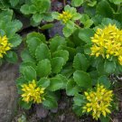 Sedum kamtschaticum x25 Fresh Seeds