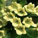 Digitalis lutea X 20 seeds