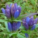 Gentiana andrewsii x 20 Fresh Seed