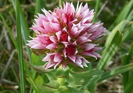 Clementsia rhodantha ''Rose Crown'' x 20 fresh seed