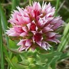 Clementsia rhodantha ''Rose Crown'' x 20 fresh seed