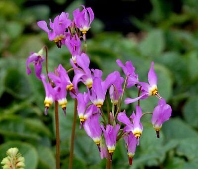 Dodecatheon cusickii 20 x Fresh Seeds