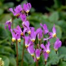 Dodecatheon cusickii 20 x Fresh Seeds