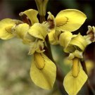 Moraea huttonii X 20 seeds