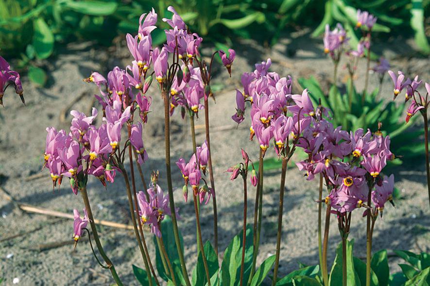 Dodecatheon austrofrigidum 20 x Fresh Seeds