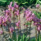 Dodecatheon austrofrigidum 20 x Fresh Seeds