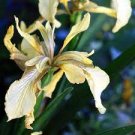 Iris foetidissima Var citrina 50 x fresh seeds