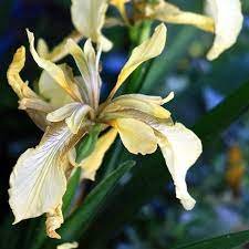 Iris foetidissima Var citrina 50 x fresh seeds
