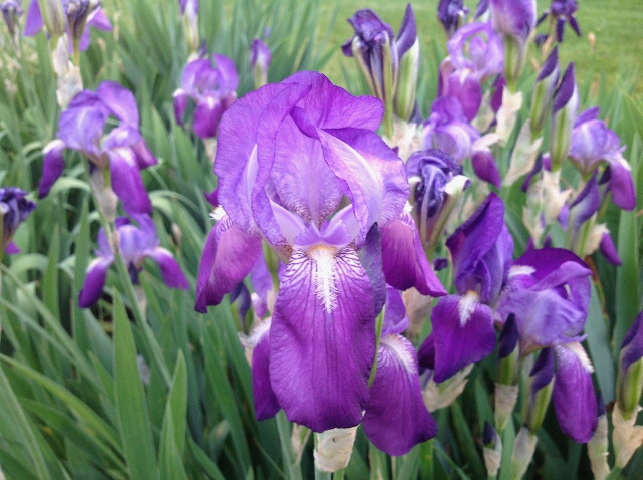 Iris ensata cup winners "Japanese Iris " x 15 fresh seed