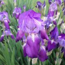 Iris ensata cup winners "Japanese Iris " x 15 fresh seed
