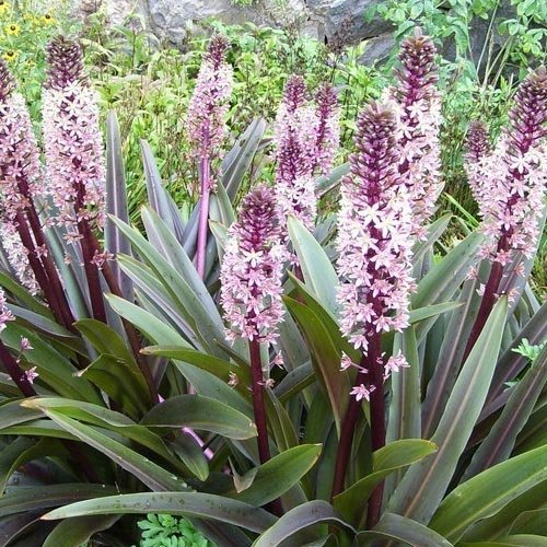 Eucomis comosa hyb X 1 Bulb