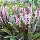 Eucomis comosa hyb X 1 Bulb
