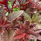 Amaranth (Red Garnet) > 100-5000+ Seeds >Microgreens > Asian Spinach > Sprouts
