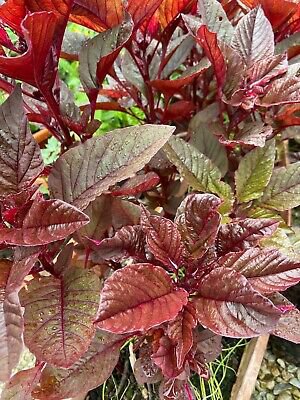 Amaranth (Red Garnet) > 100-5000+ Seeds >Microgreens > Asian Spinach > Sprouts