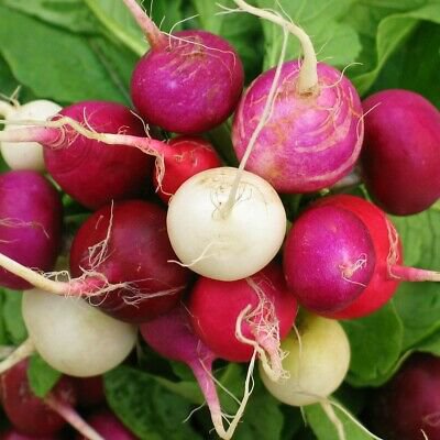 Radish (Purple Plum) - 50 Seeds -  > Vegetables > Spring Garden