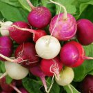 Radish (Purple Plum) - 50 Seeds -  > Vegetables > Spring Garden