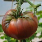 Tomato (Black Russian) - 10 Seeds