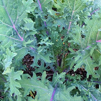 Kale (red russian)- 50 Seeds