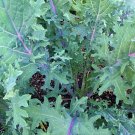 Kale (red russian)- 50 Seeds