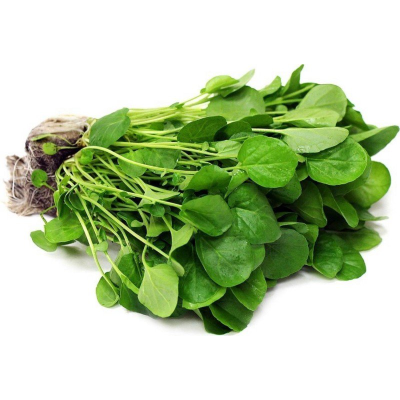 fresh seeds WATERCRESS 300 seeds Culinary herb garden Aquatic pond water cress sprouts