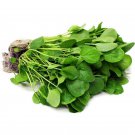 fresh seeds WATERCRESS 300 seeds Culinary herb garden Aquatic pond water cress sprouts