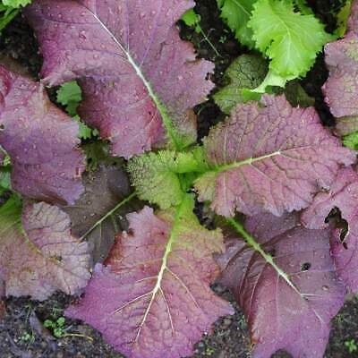 Mustard Giant Red - 200 Seeds - Tassie Organic Heirloom Seeds