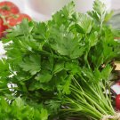 Curly Parsley - 100 Seeds - Tasmanian Seller