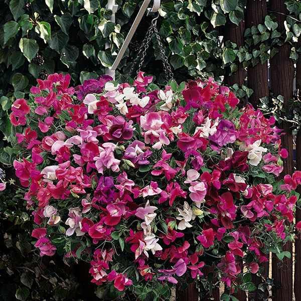 Verbena (Ideal Florest) - 100 Seeds - Tasmanian Seller