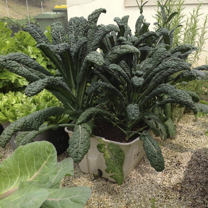 KALE (Black Toscana) - 150 Seeds - ORGANIC HEIRLOOM - Nero Di Toscana
