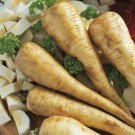 Fresh SEEDS Parsnip (Guernsey Half Long) 20-300 Seeds
