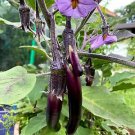 Eggplant (Long Purple) - 25 Seeds - Tasmanian Seller