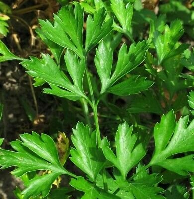 Fresh Seeds Parsley Flat Leaf Italian - 100 Seeds
