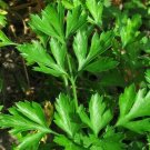 Fresh Seeds Parsley Flat Leaf Italian - 100 Seeds