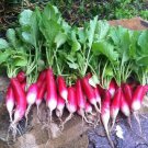 Fresh SEEDS RADISH - French Breakfast - 100 Heirloom Seeds