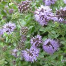 Fresh Seeds PENNYROYAL - 200 seeds - (Mentha pulegium) > Flea Repellent > Essential Oils