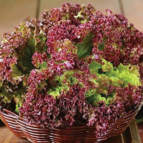 Fresh SEEDS Lettuce (Lolla Rosso) - 200 Seeds > Coral >Frilly Red Lettuce > Lolla Rossa