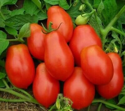 Fresh SEEDS Roma Tomato - 40 seeds