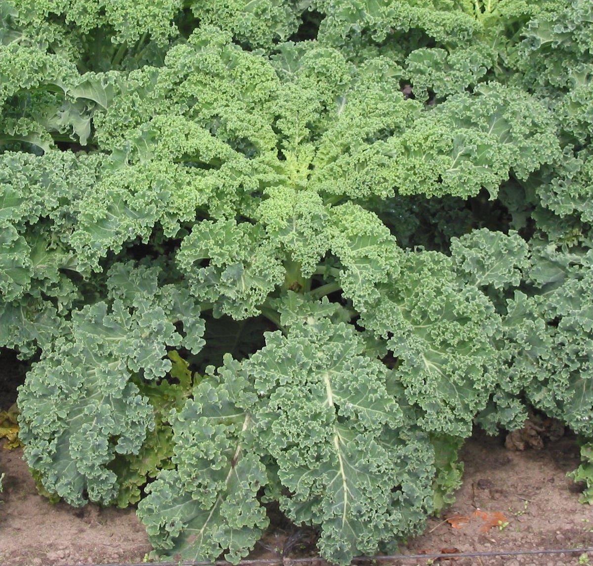 Fresh SEEDS KALE (Dwarf Blue Curled) - 150 Seeds >Organically Grown > Heirloom Vegetable!!