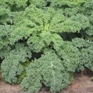 Fresh SEEDS KALE (Dwarf Blue Curled) - 150 Seeds >Organically Grown > Heirloom Vegetable!!
