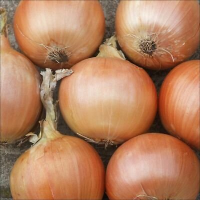 Fresh Seeds Brown Onions (Gladalan) - 200 Seeds - Tasmanian Grown