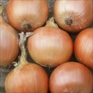 Fresh Seeds Brown Onions (Gladalan) - 200 Seeds - Tasmanian Grown