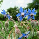 Fresh Seeds Borage - Bees Medicinal Blue Flowers - 30 Seeds